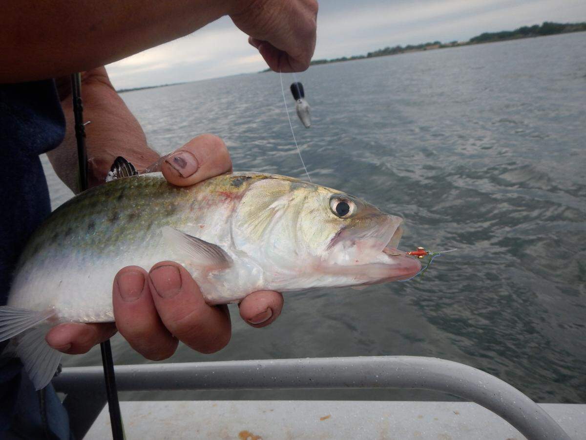 Shad will strike most anything that is shiny and has color. This 2-pound female “roe” shad succumbed to a red beadhead fly tied by Ken Gano.                          