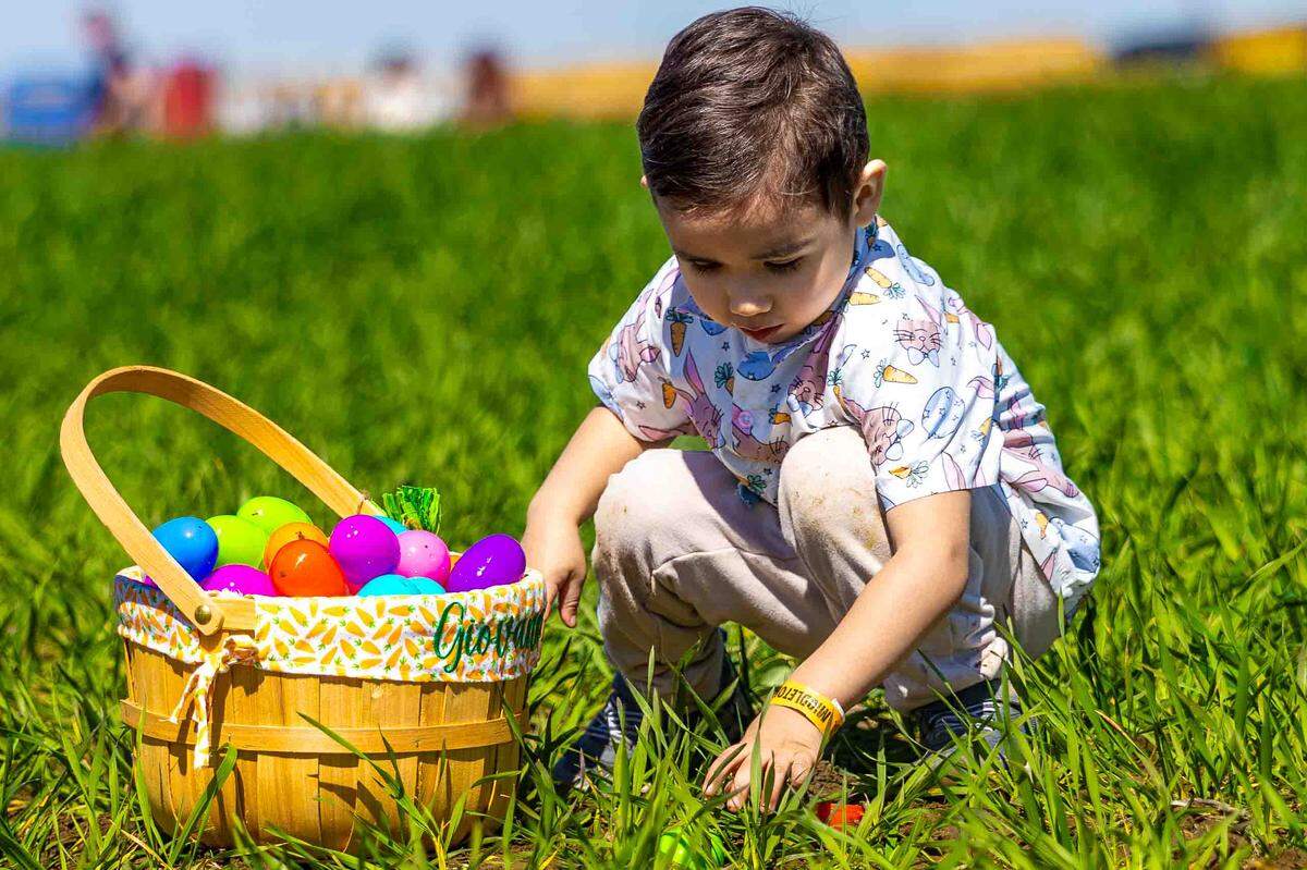 Giovani Paredes, 3, collects Easter eggs as his parents, Luis and Ruby Paredes of Richland, watch during the Middleton Farms Easter Egg Helicopter Drop.
