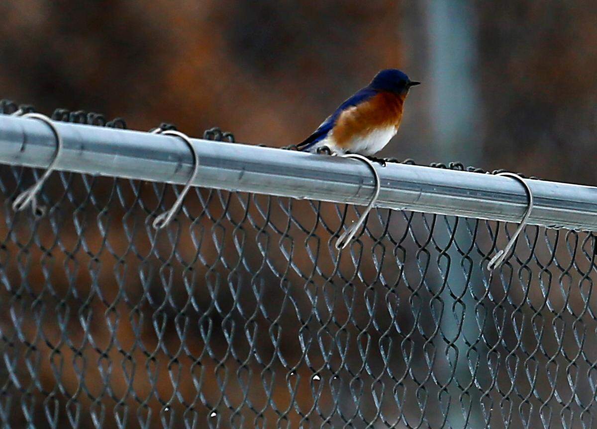 An eastern bluebird perches on a baseball field fence in Leslie Groves Park near Park Street in Richland. It is the first confirmed sighting of an eastern bluebird in Washington state.