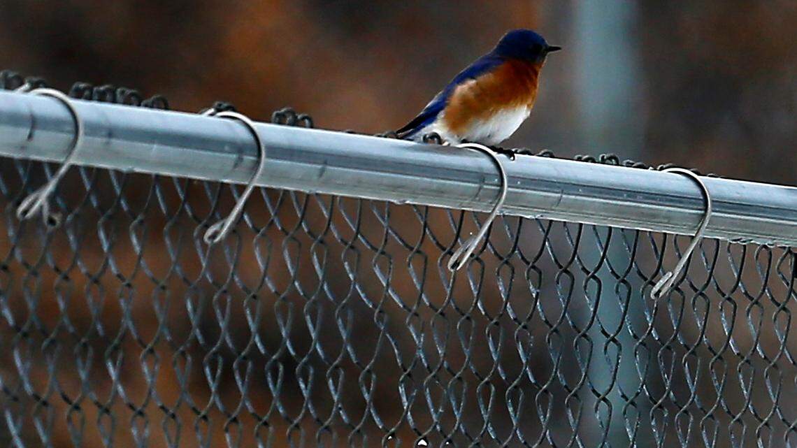 Tri-Cities has a 1st for WA state. Birder spots species never seen here before