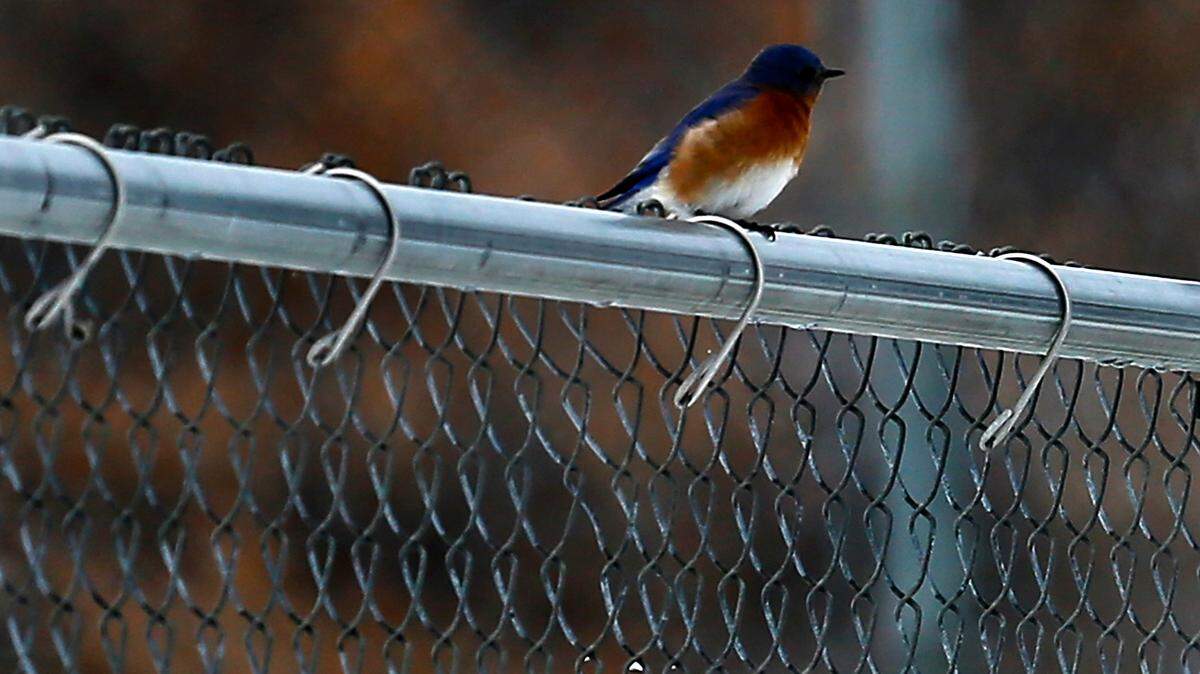 An eastern bluebird perches on a baseball field fence in Richland. It is the first confirmed sighting of an eastern bluebird in Washington state.
