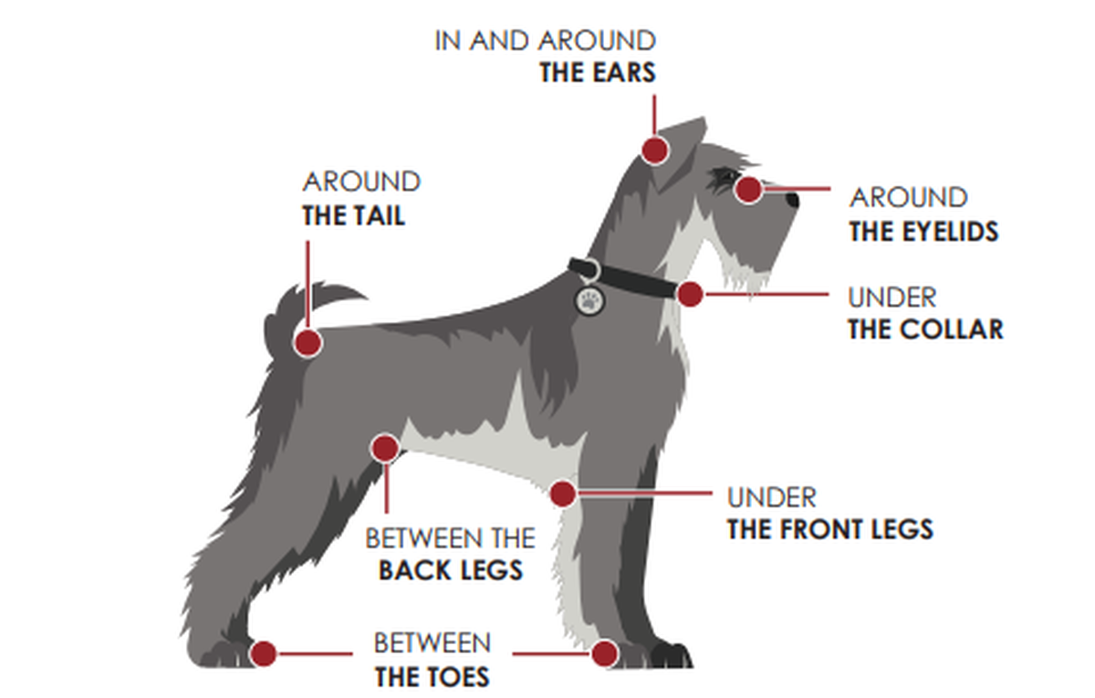 Here’s where ticks are most likely to lurk on your dog after being outdoors.