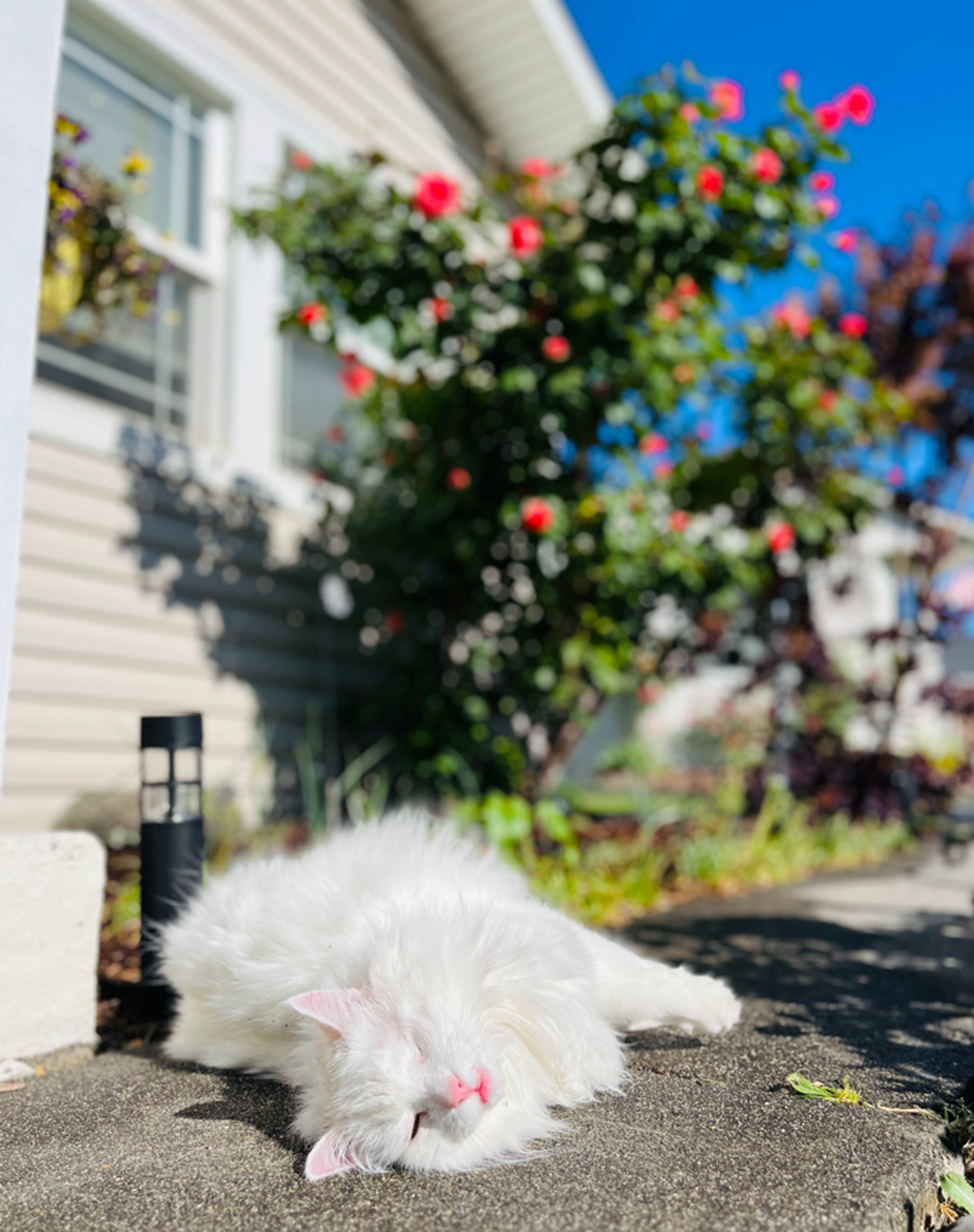 Bubs loves to lounge around, inside or outside.