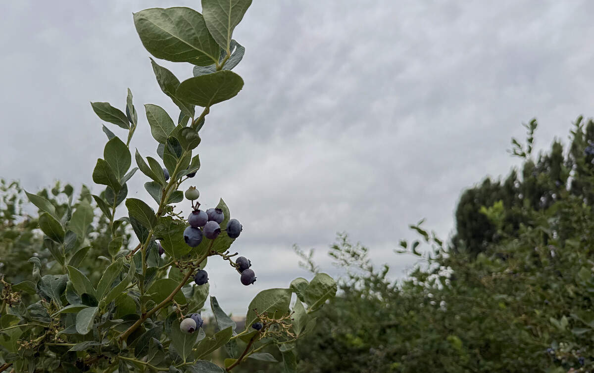 Crimson Acres grows five kinds of blueberries: Duke (pictured here), Draper, Top Shelf, Cargo and Last Call