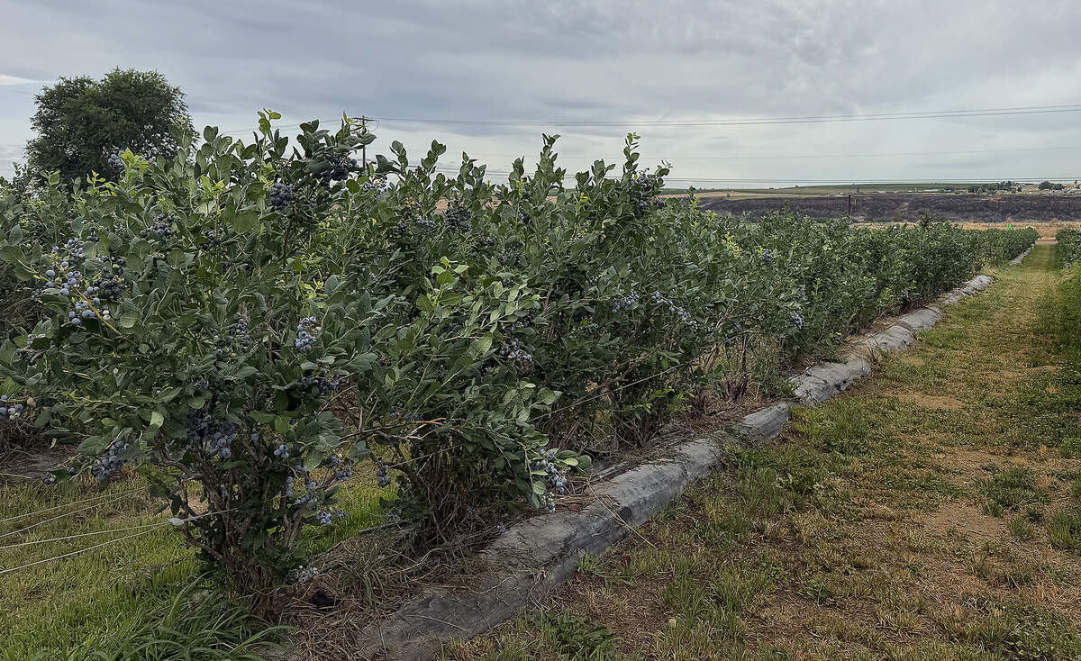 Crimson Acres has thousands of blueberry plants on their property.
