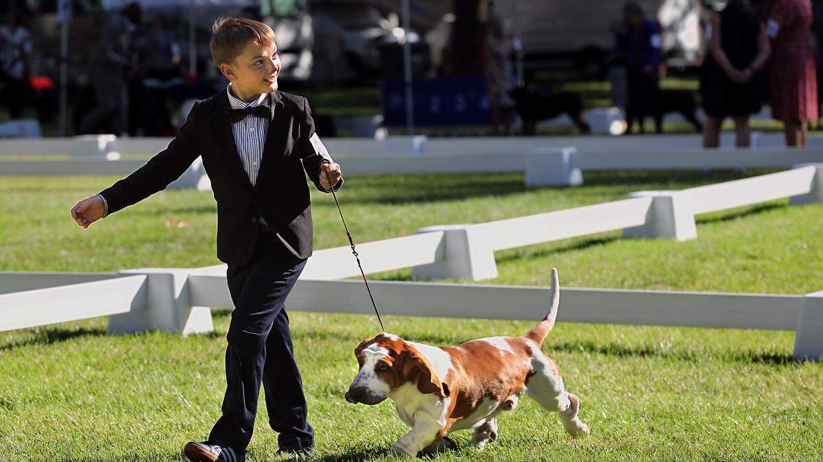 Arik Kucheryaviy, 11, smiles for the judge while showing his one-year-old European basset hound named Boris Thursday morning at the combined Walla Walla and Richland Kennel Clubs Dog Show in Kennewick's Columbia Park. The duo were competing in the junior showmanship category during the first day of the four-day annual event. His mother, Valentina, accompanied him to the competition.