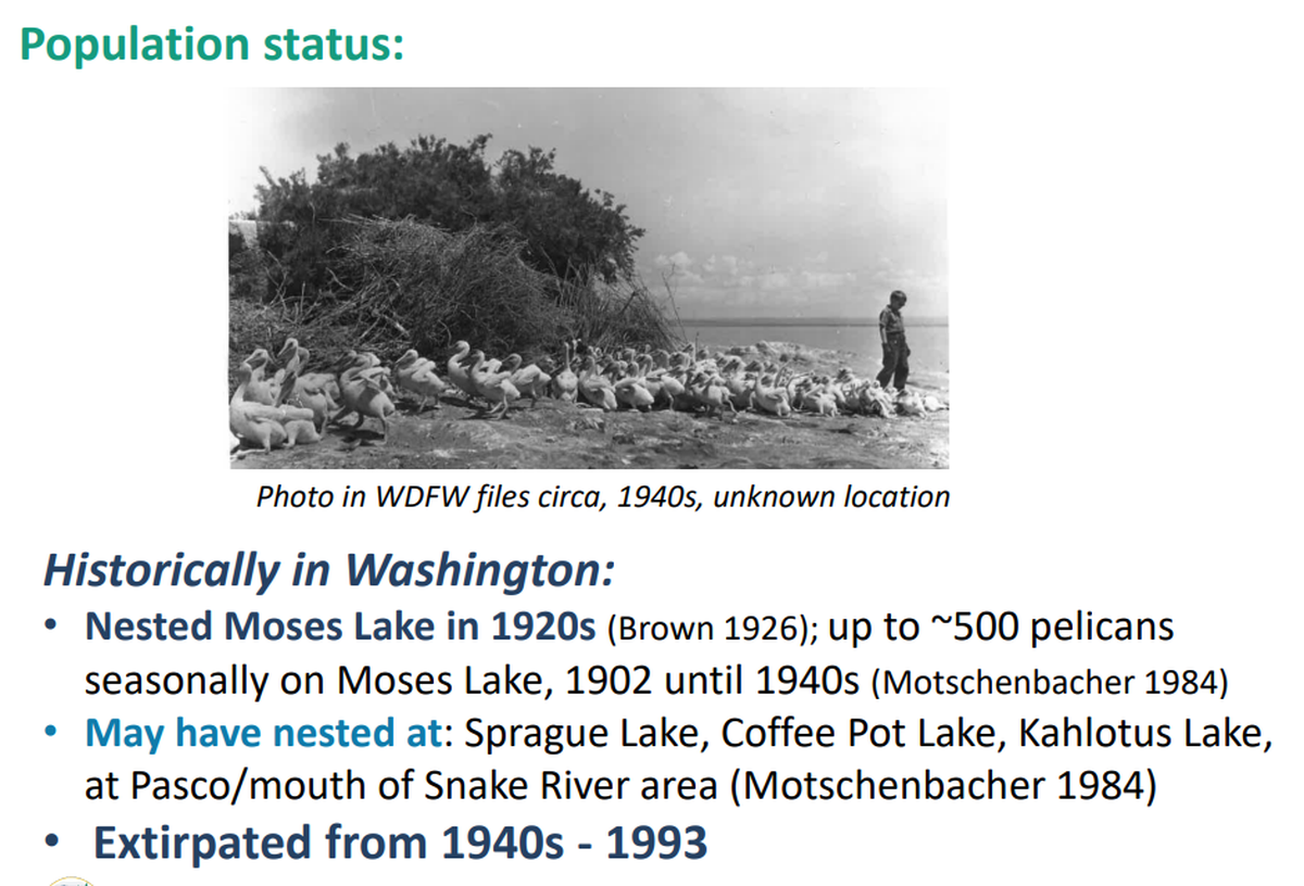 A slide from a presentation to the Washington State Department of Fish and Wildlife Commission shows the history of white pelicans in the state.
