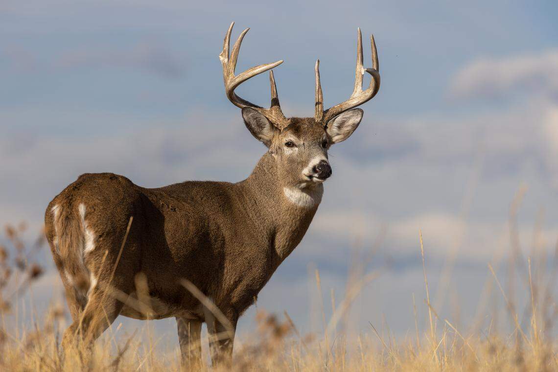 A male whitetail deer.