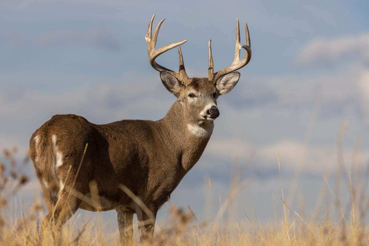 Whitetail deer