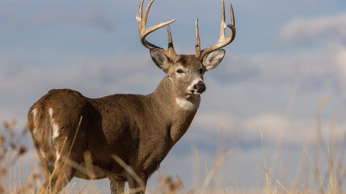 Poachers could face multiple charges after ‘spotlighting’ deer in Eastern WA