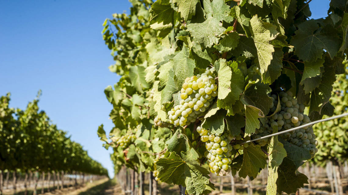 Northwest Wine: A case to be made for sweet wines during any course