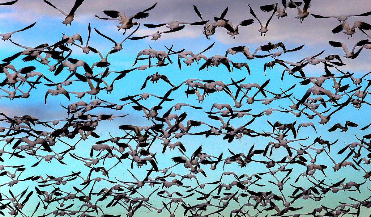 Dozens of snow geese take flight from a farm field in Walla Walla County near their wintering area at the McNary National Wildlife Refuge in Burbank.