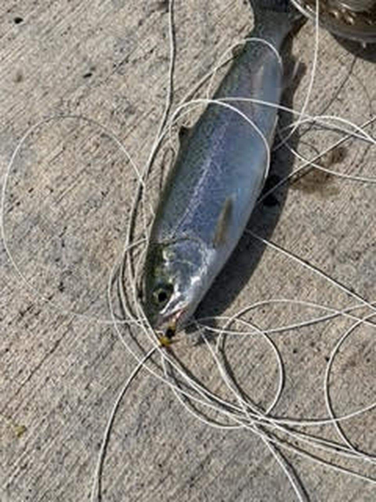 Stocker trout are attracted to flashy fly patterns in addition to a worm or Powerbait under a bobber.