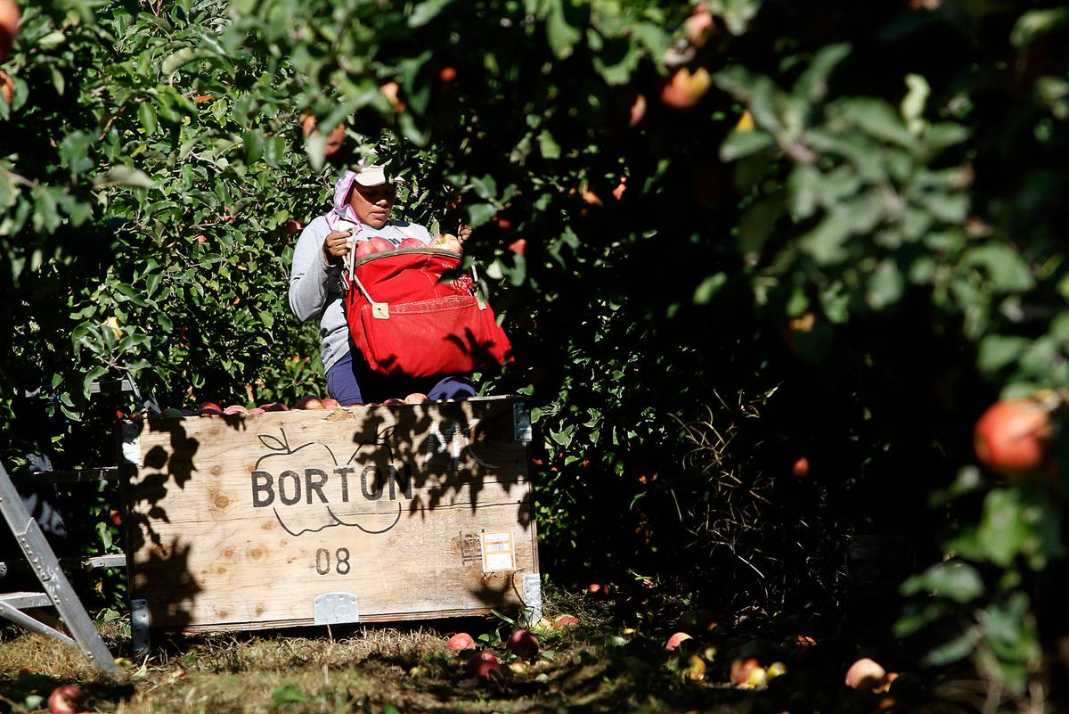 Washington exported $683 million of apples in 2023. Mexico, Canada and Taiwan were the top buyers.