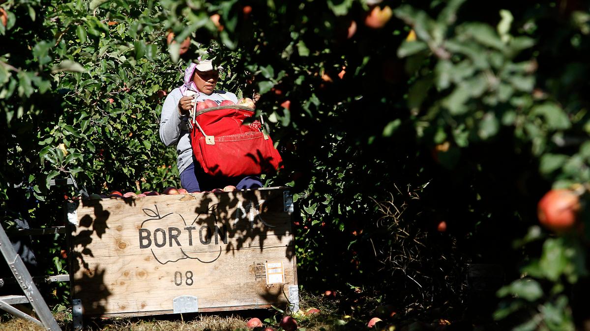 A worker picks apples in this file photo take at Flat Top Orchard on Highway 124 about three miles from Burbank in Walla Walla County.