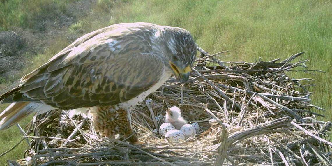 Four ferruginous hawk chicks hatched this year in a nest atop a nesting platform near Touchet, Wash. 
