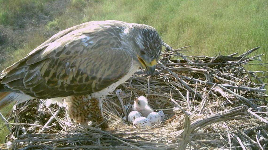 WA state buying land near Tri-Cities for wildlife and outdoor rec