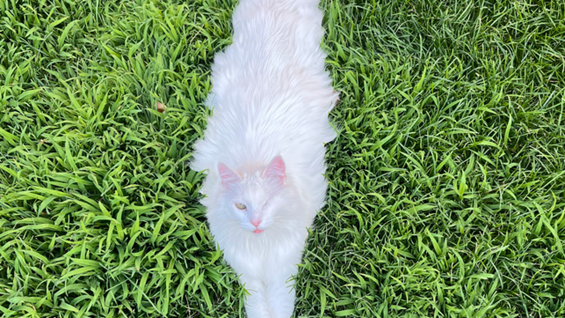 Based on your votes, this is the cutest cat in Tri-Cities. Meet the one-eyed longhair Bubs