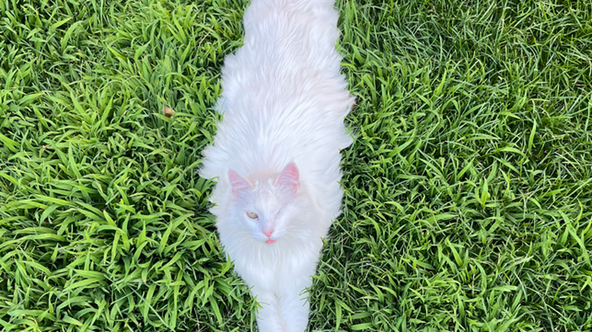 This domestic longhair cat named Bubs is over 10 years old and was voted the cutest cat in Tri-Cities.