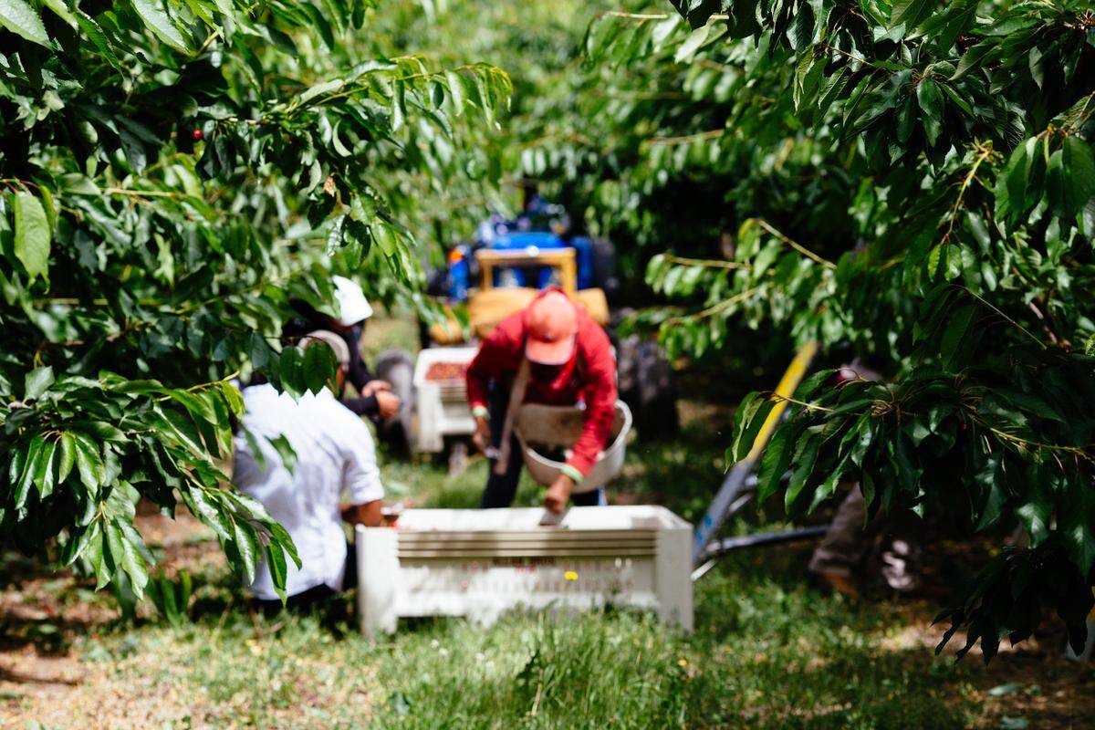 Washington, Oregon, Idaho, Montana and Utah produced around 70% of the fresh U.S. sweet cherry crop in 2024.