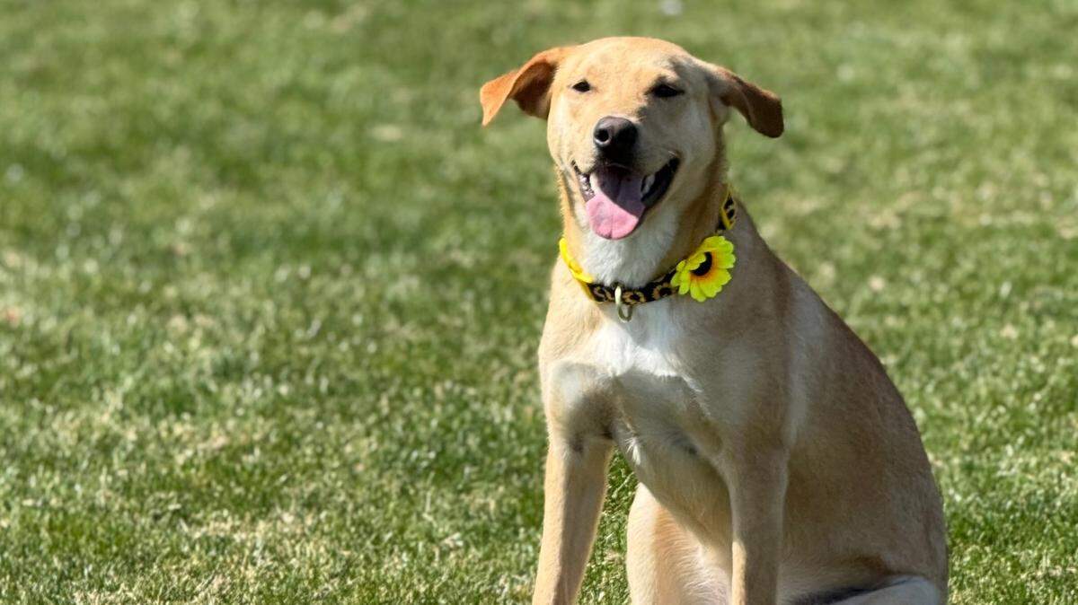 Maple is a 1-year-old mixed breed in a foster home through The Pit Bull Pen.