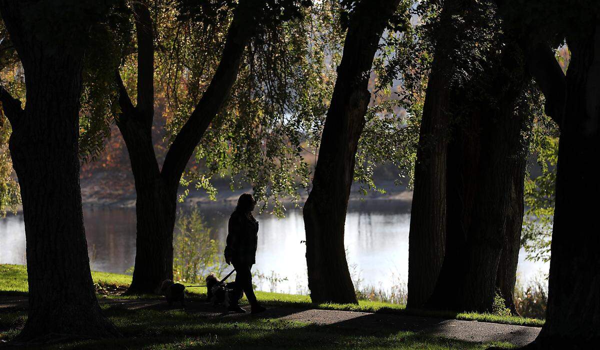 A woman walking a trio of leashed dogs is silhouetted against the Columbia River while walking on the shade tree covered pathway in Leslie Groves Park in north Richland.