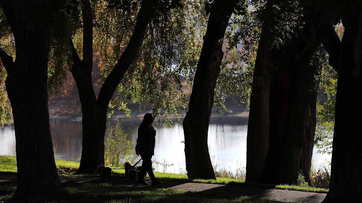 A woman walking a trio of leashed dogs is silhouetted against the glistening Columbia River while walking on the shade tree covered pathway in Leslie Groves Park in north Richland.