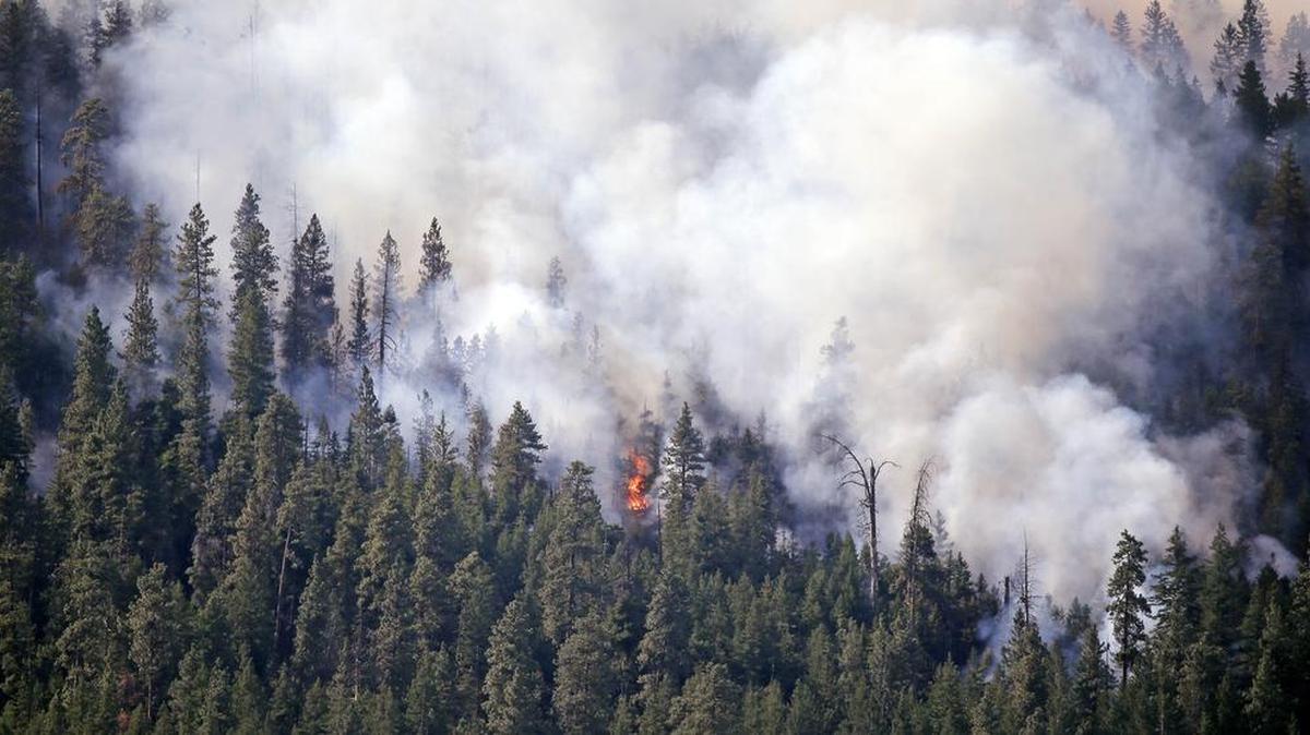 Smoke rises from a thickly timbered hillside as a tree goes up in flames in the hills above Twisp on Aug. 21. Logging to thin forests will reduce potential for wildfires, but the landscape benefits even more if thinning is followed by prescribed burning, wildlife biologists say.