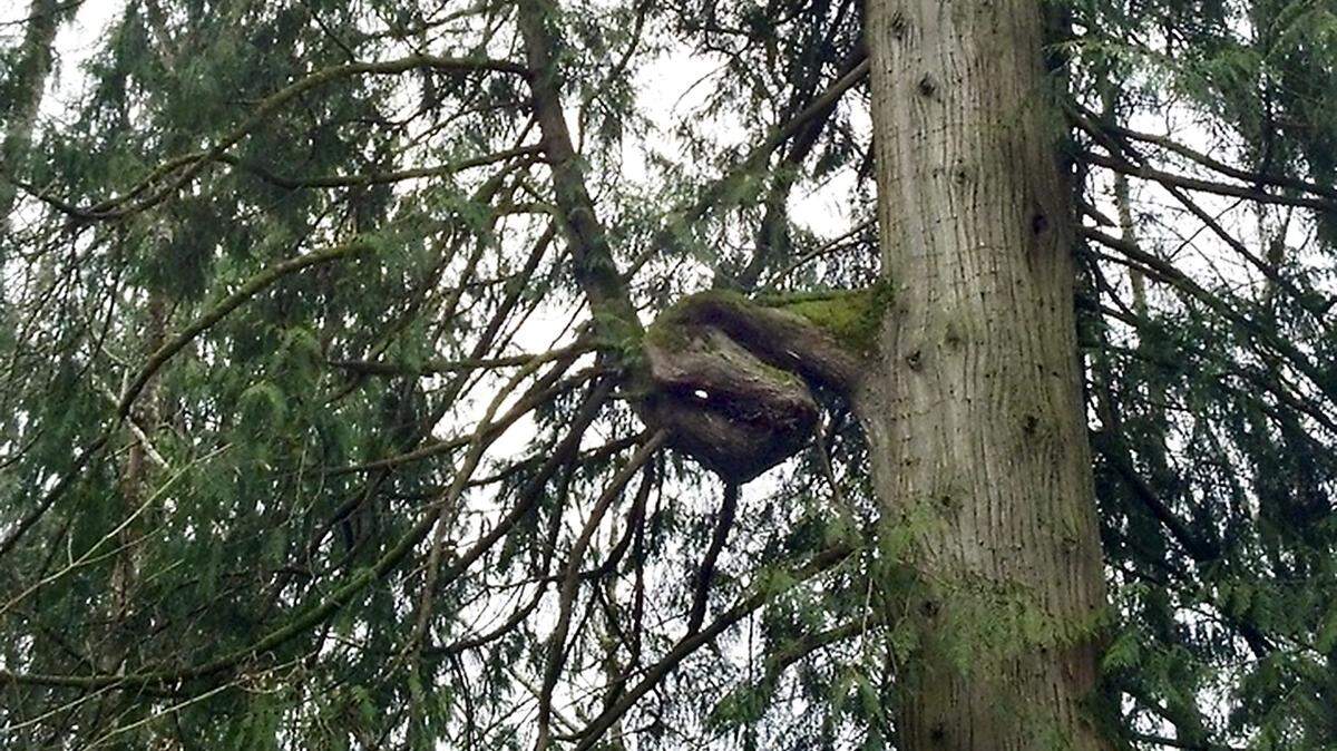 On a hike in western Washington, Tim Ledbetter spotted a tree gnarl that has left a lasting impression. “Over the years, I remain highly impressed by the tenacity of that branch,” he said.