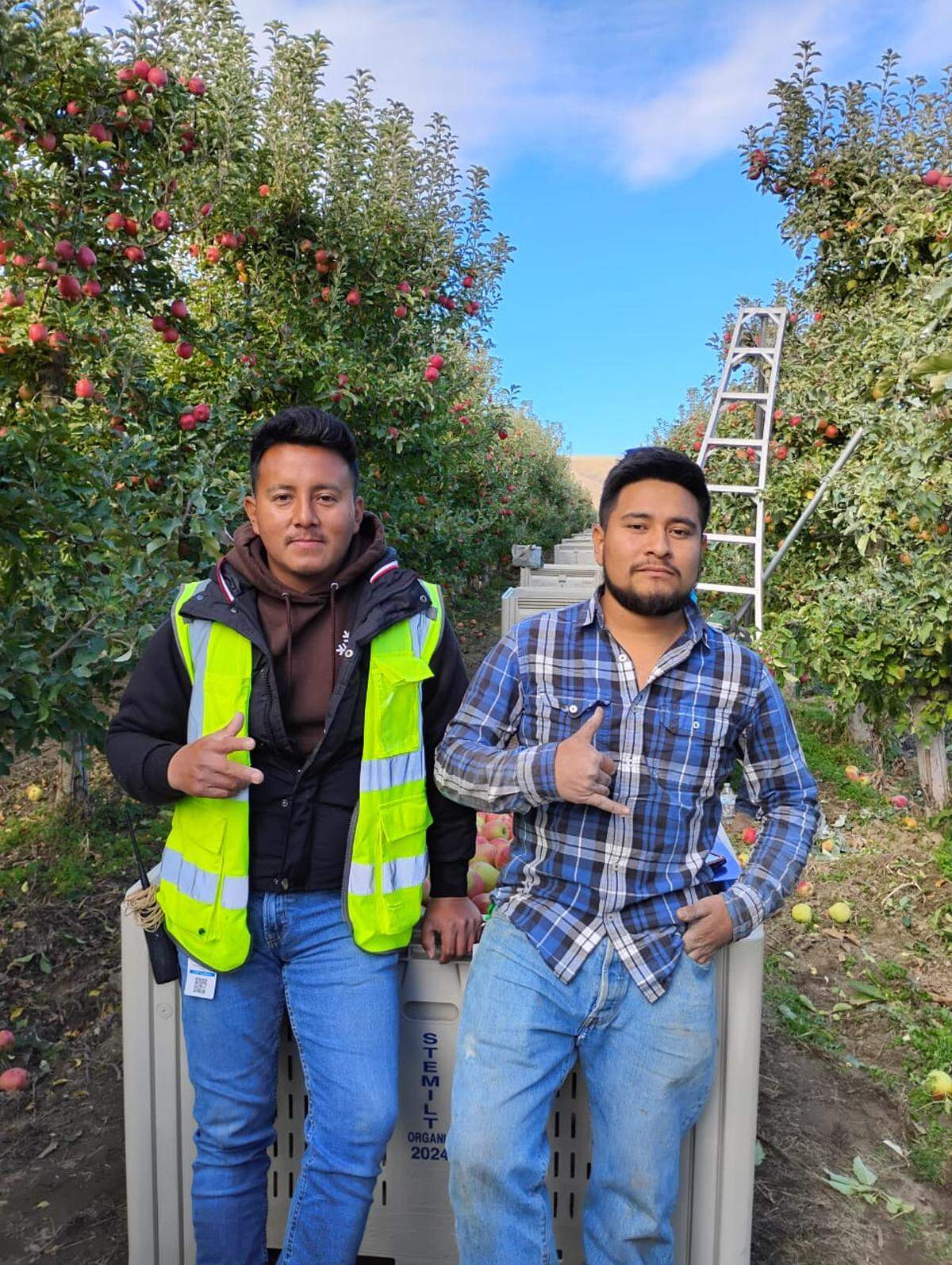 Jesús Gutiérrez is an H-2A worker for Stemilt, one of the major fruit growers and packers in the U.S based in Wenatchee.