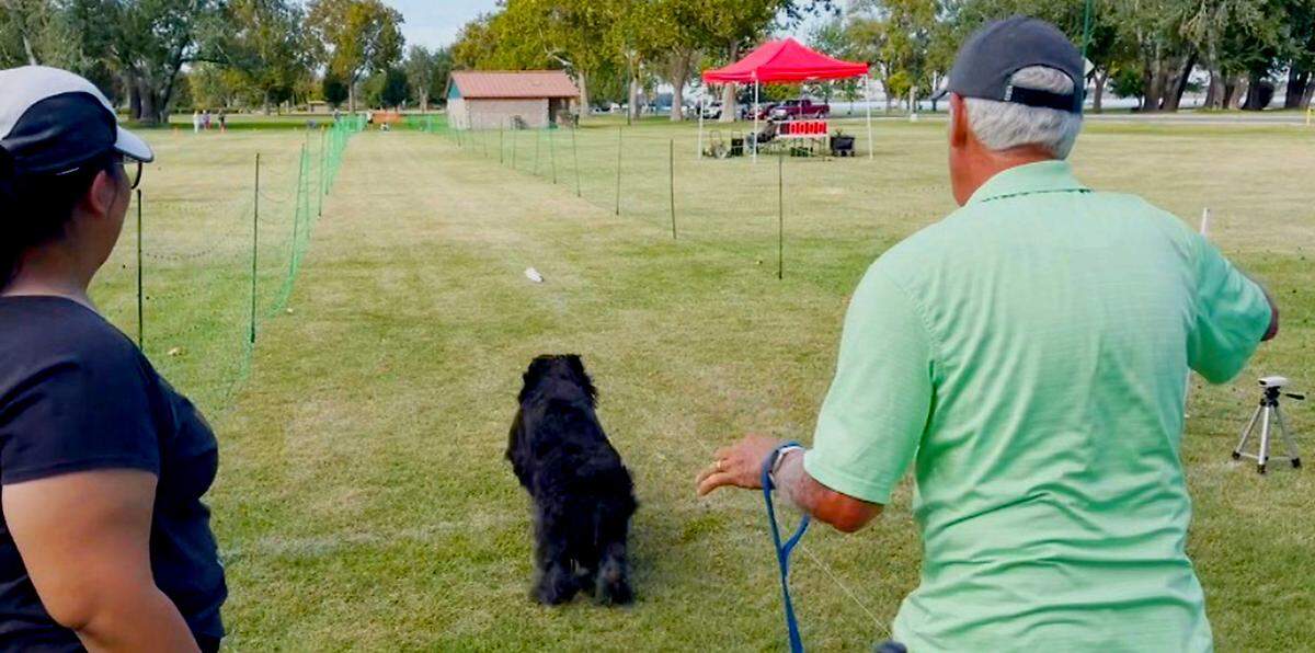A dog leaves the starting area chasing a lure during the Fast CAT 100-yard dash competition in Columbia Park during the Tri-Cities Cluster of dog shows. The lure is pulled down the chute by a string.