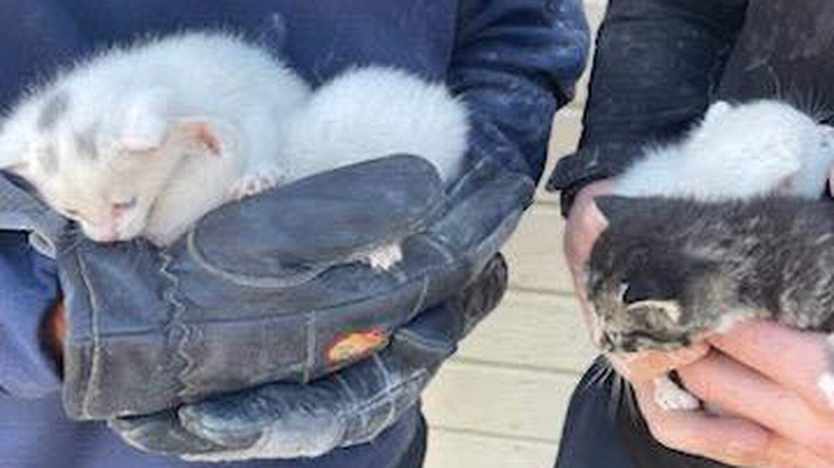 Pasco firefighters hold kittens that were found hiding in the walls and ceilings of a home.