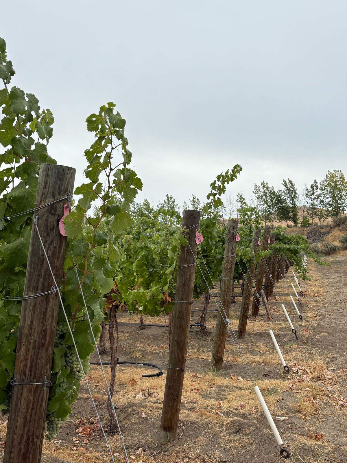 Rows of grapes on display at the Palencia Estate and Vineyards in Benton City’s Red Mountain.