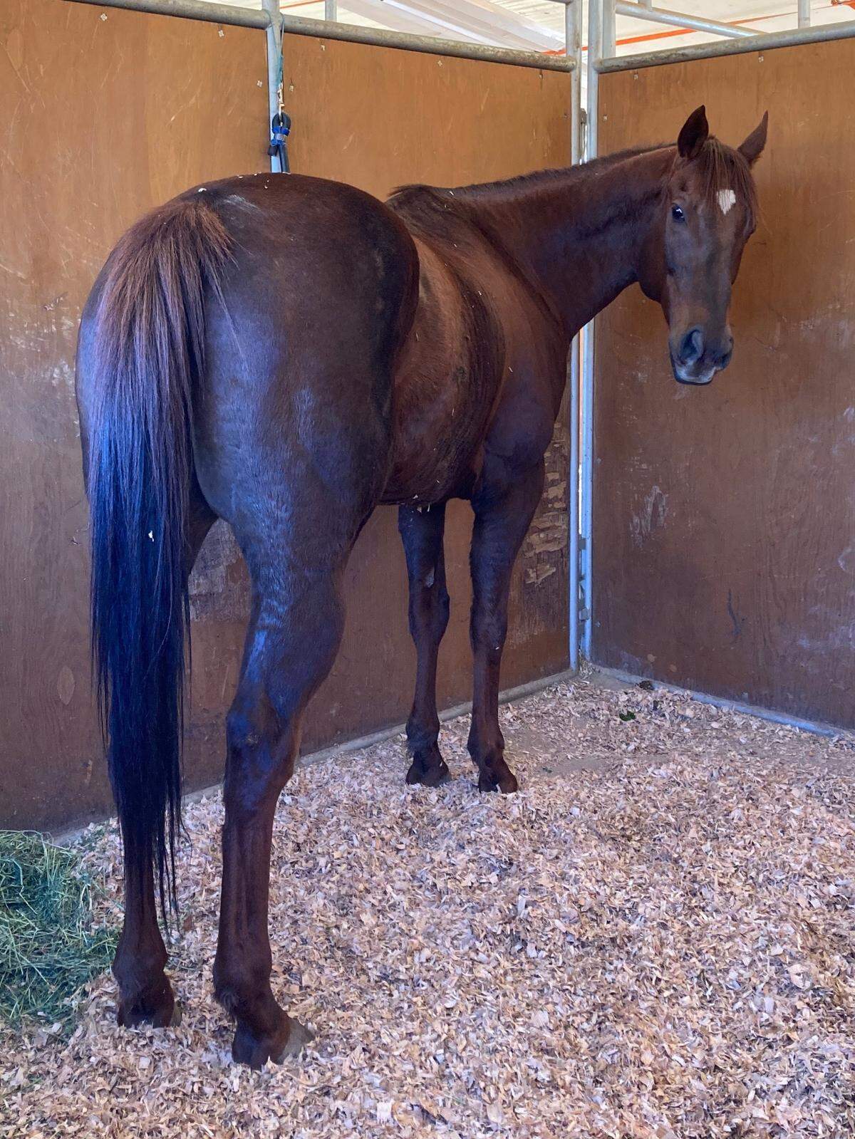 Cantchaco stands in his stall recently in Grants Pass, Ore.