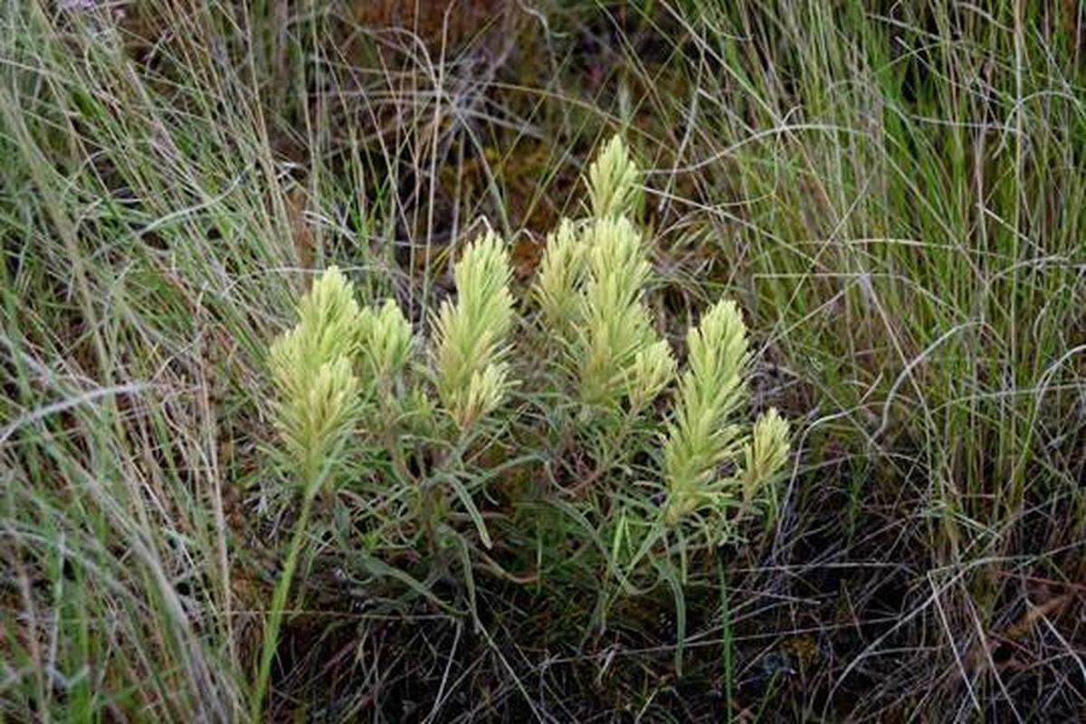 Thompson’s paintbrush can be found on the hillside next to the first flight of stairs at the Badger Mountain trailhead.