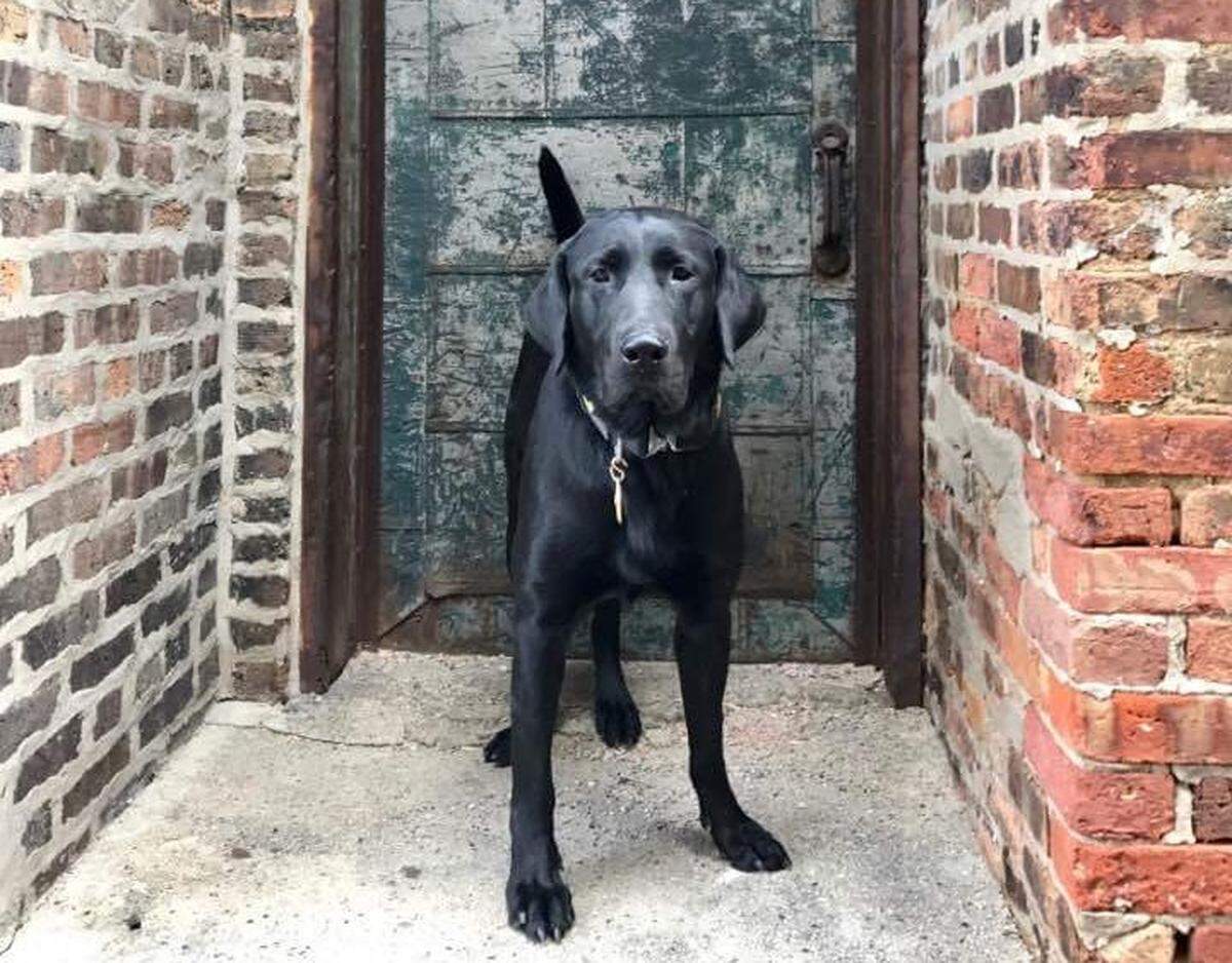An electronics detection dog trained by Jordan Detection K9. The Benton County Sheriff’s Office is looking to purchase one of their dogs.