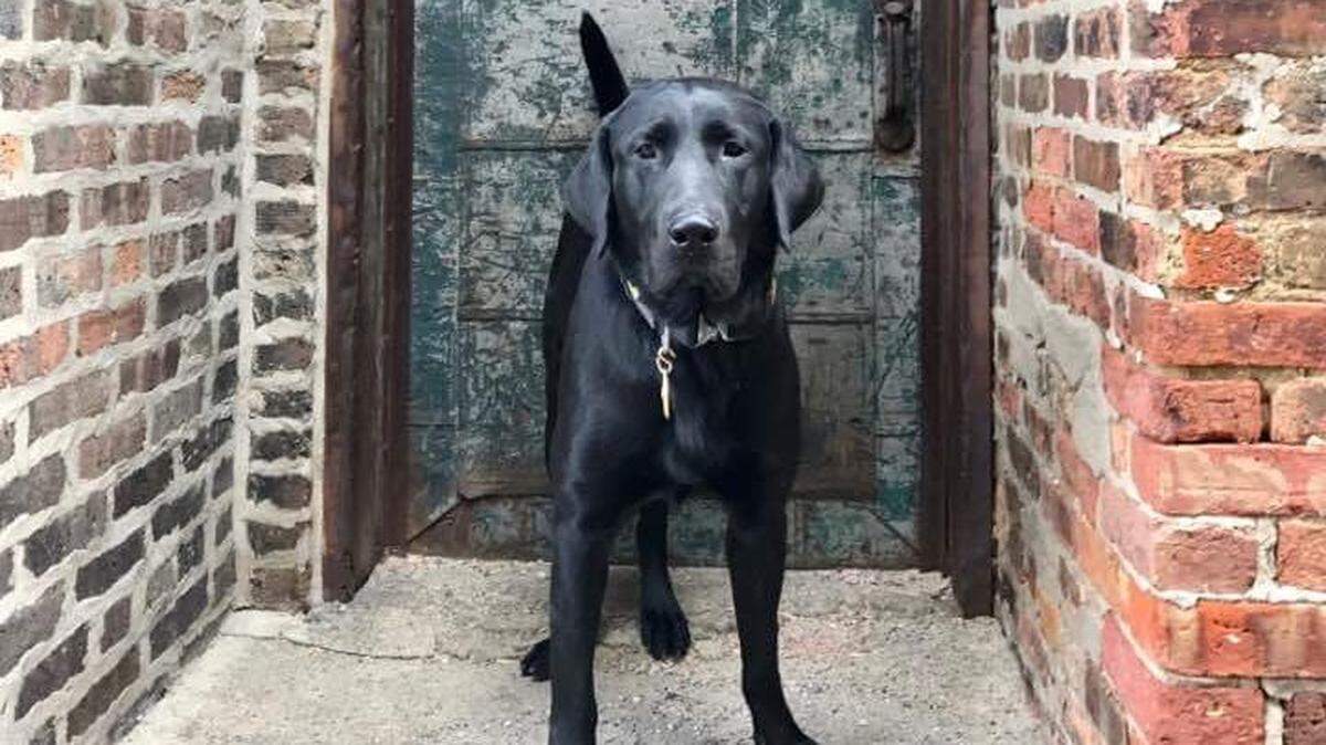 An electronics detection dog trained by Jordan Detection K9. The Benton County Sheriff’s Office is looking to purchase one of their dogs.