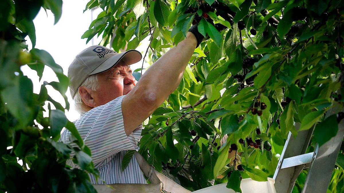 Fields of Grace volunteer Norman Rohrig reaches for clusters of ripe Bing cherries Friday morning while picking the fruit off a tree in the backyard of a home in Kennewick. The local organization, established as a ministry at West Side Church in Richland, is celebrating its 15th anniversary this year.