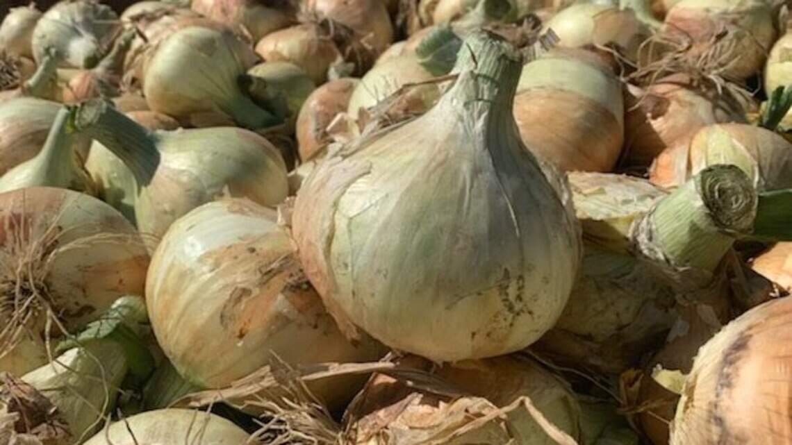 The best Central WA spots for unique Walla Walla Sweet Onion recipes