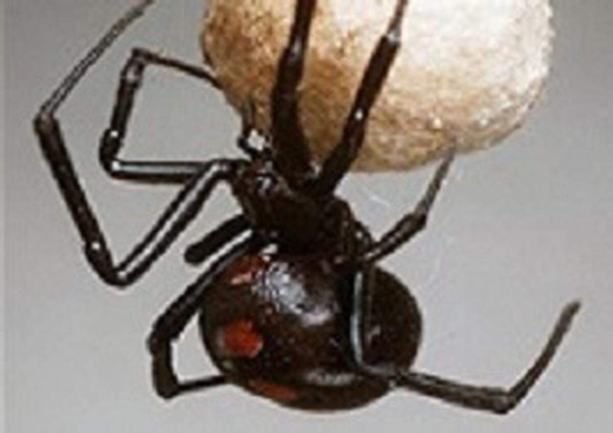 Venomous black widow spiders are glossy black with a red or yellowish orange mark.