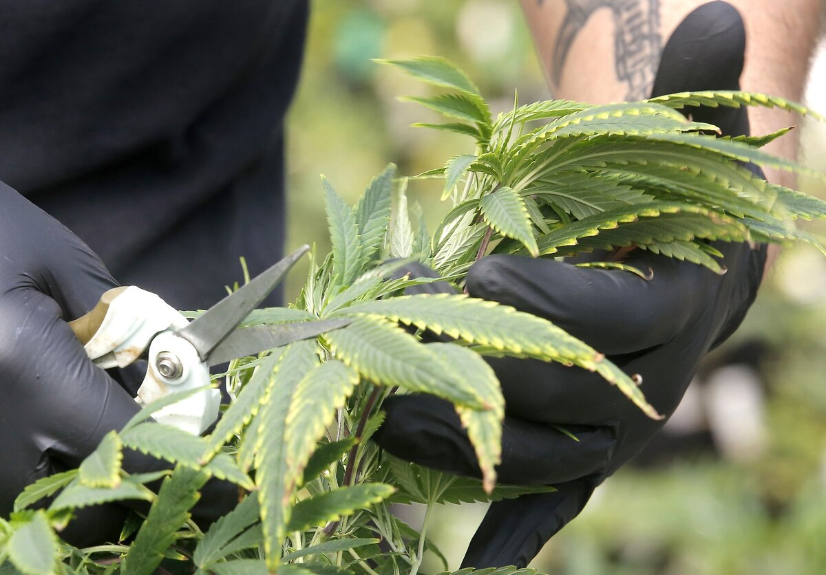 The Benton County Commission voted Tuesday to ban new marijuana production and processing facilities, joining Franklin County and the cities of Kennewick, Pasco, Prosser, Richland and West Richland.
