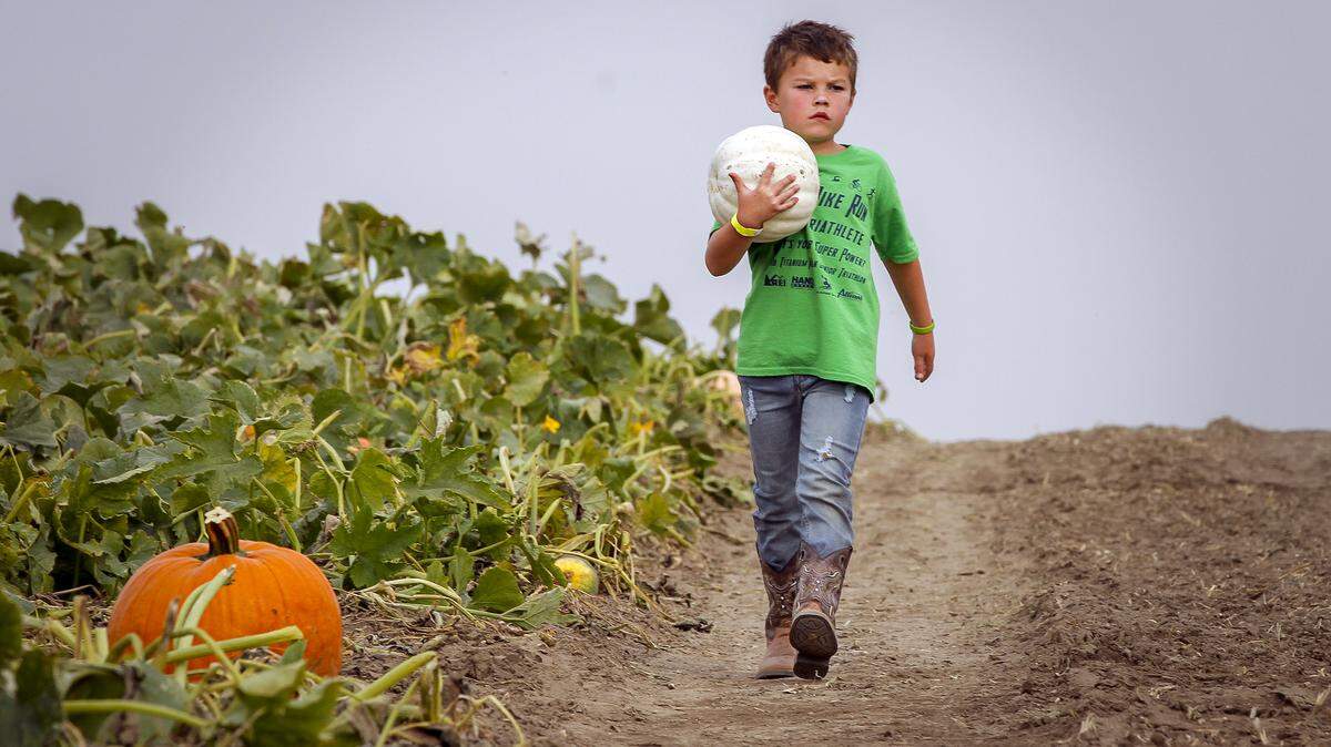 Jacob Skiffington carries his pumpkin at the Middleton Farms in Pasco on Saturday. His parents are Adrienne and Mark Skiffington of Kennewick. Middleton Farms is off the Pasco-Kahlotus highway and offers a corn maze, hay rides, pumpkin patch and games.