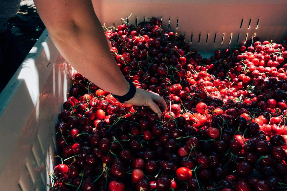 A worker pulls cherries from a bin after harvest.
