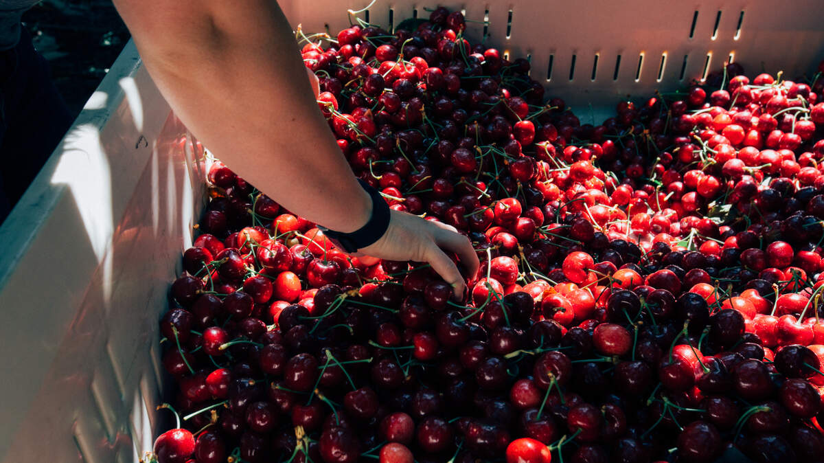 A worker pulls cherries from a bin after harvest.