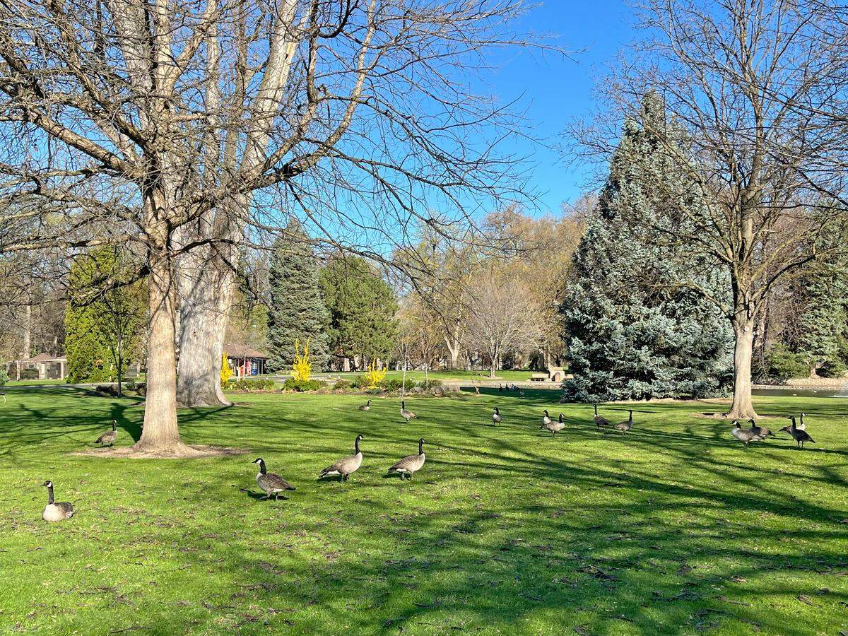 The city of Walla Walla is trying a new way to address an overpopulation of geese at Pioneer Park. They pollute ponds and waterways, leave droppings on pathways and overgraze grass.