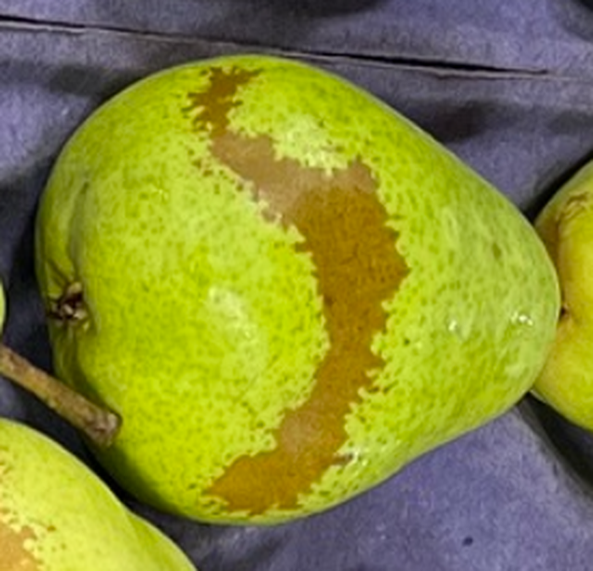 Damage to blossoms causes russetting on pears. It is a cosmetic issue and there is no impact on the quality or taste of the fruit.