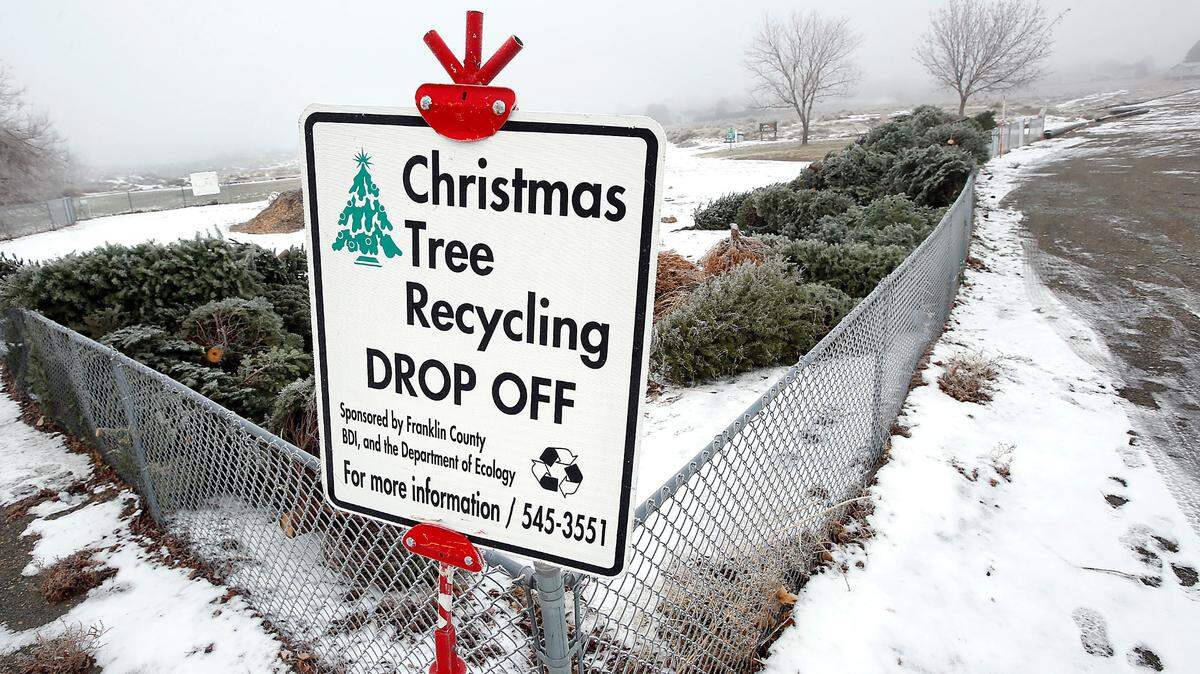 Residents left their cut live Christmas trees for recycling at the Big Cross Sports Complex on Road 36 just off Argent Road in Pasco in 2020. They are then chipped and spread across the trails to keep dust down.