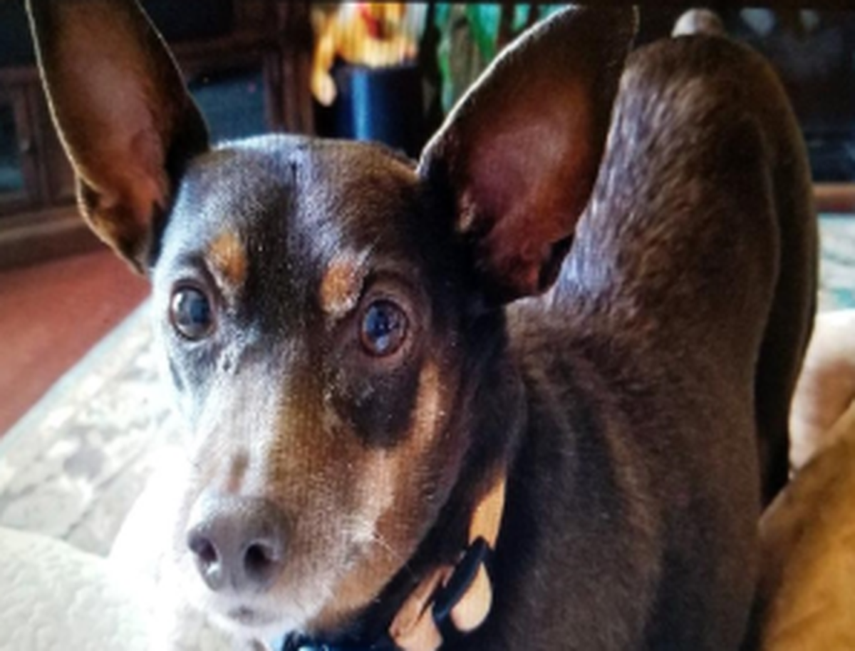 Moose, a miniature pinscher, was treated with IsoPet at the University of Missouri.