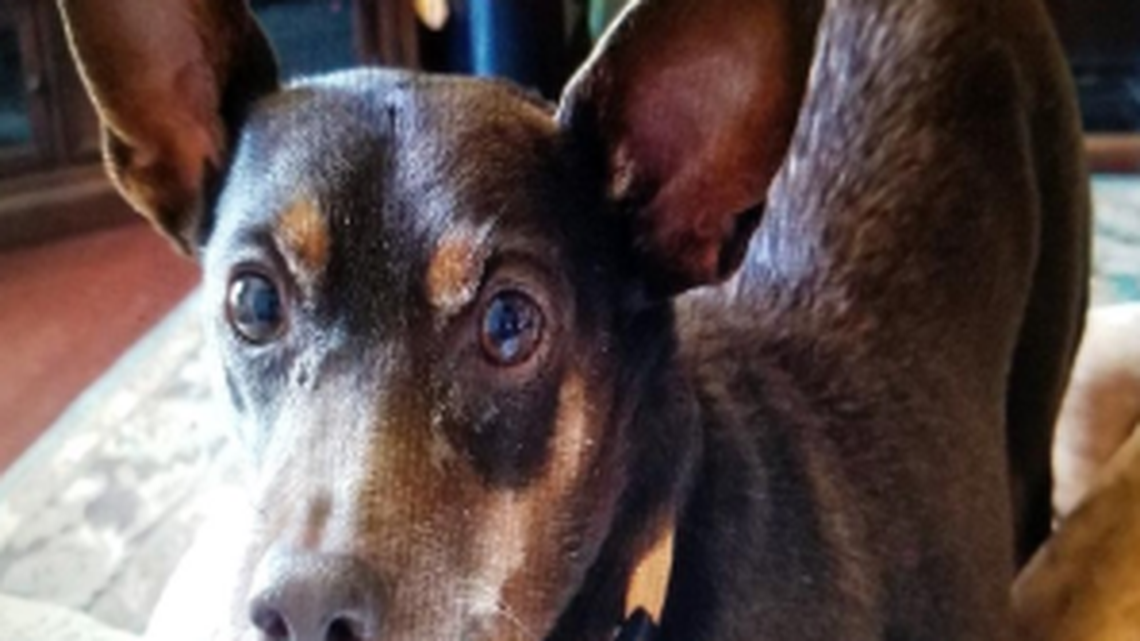 Cancer gel for cats and dogs is being developed in Tri-Cities. It could soon help people too