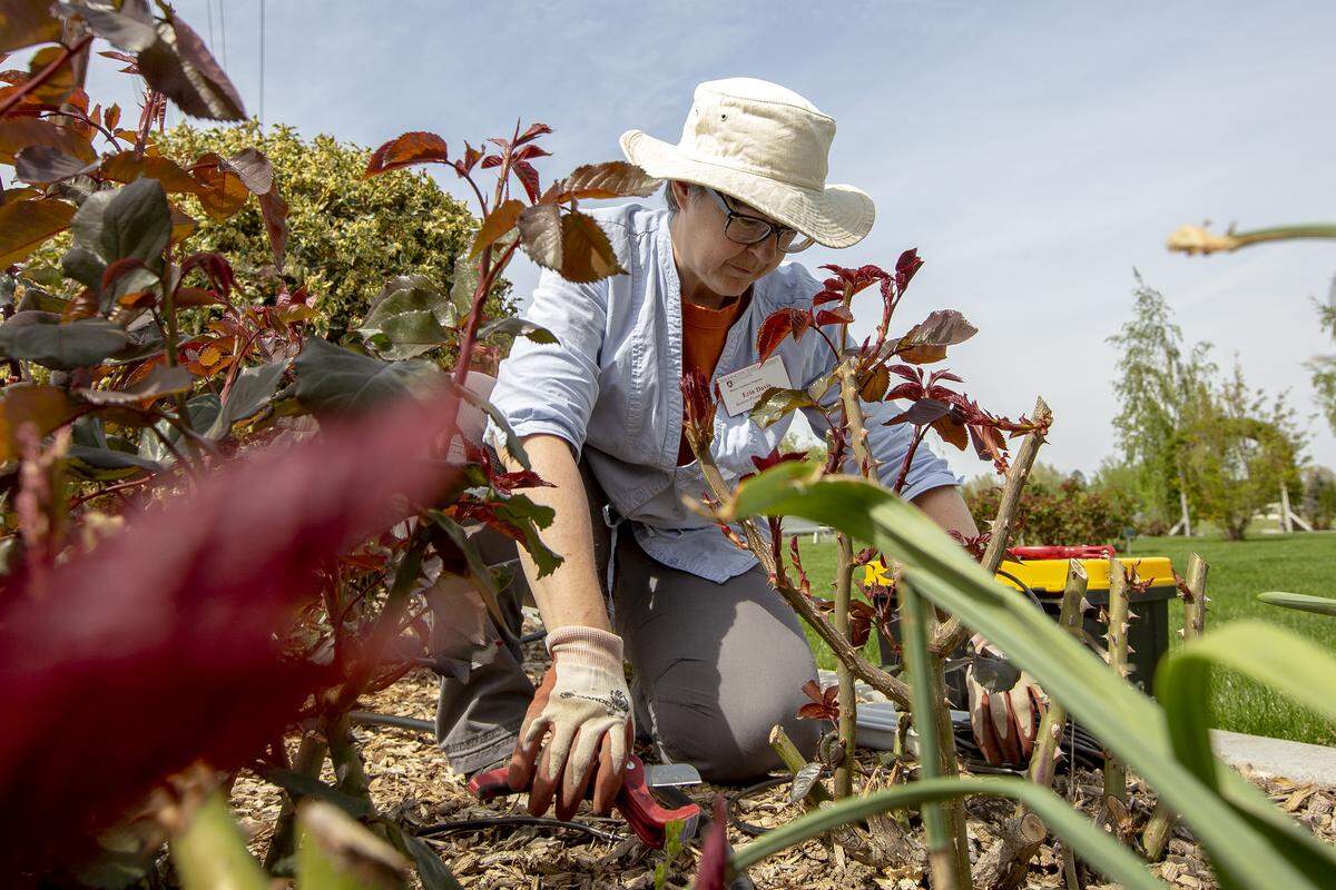 In 2019 Master Gardener Erin Davis worked on repairing irrigation at the Demonstration Garden at the Mid-Columbia Library on Union Street in Kennewick.